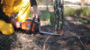 Reliable Oxford, AL Tree Removal Solutions