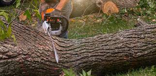 Best Tree Health Inspection  in Oxford, AL