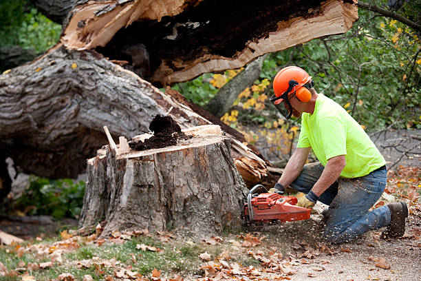 Mulching Services in Oxford, AL