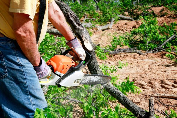 How Our Tree Care Process Works  in  Oxford, AL